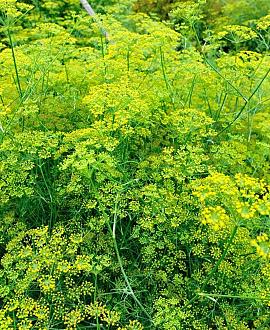 Foeniculum vulgare 'Giant Bronze' Pot 9 cm