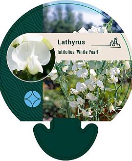 Lathyrus latifolius 'White Pearl' Pot 9 cm