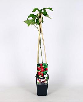 Rubus idaeus 'Glen Ample' Pot 2 Liter