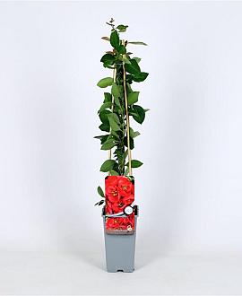 Chaenomeles spec. Red Kimono Pot 2 Liter