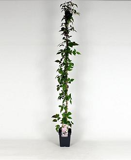 Clematis 'Mayleen' Pot 5 Liter 150 - 175 cm