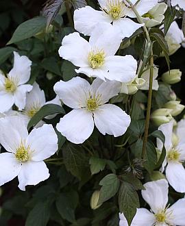 Clematis montana grandiflora Pot 5 Liter 150 - 175 cm