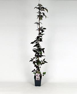 Clematis mont. rubens Pot 5 Liter 150 - 175 cm