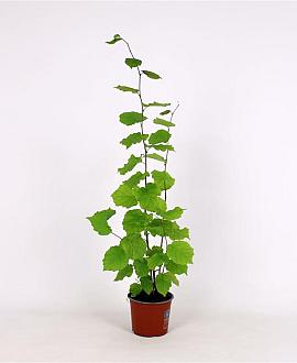 Corylus avellana Pot 5 Liter 60 - 80 cm