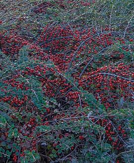 Cotoneaster lacteus Pot 7,5 Liter 125 - 150 cm