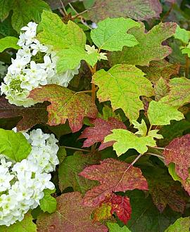 Hydrangea quercifolia Pot 12 liter 80 - 100 cm