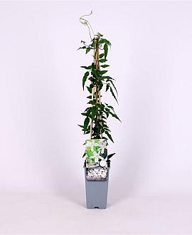 Jasminum polyanthum Pot 2 Liter