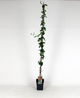 Lonicera per. 'Belgica Select' Pot 5 Liter 150 - 175 cm