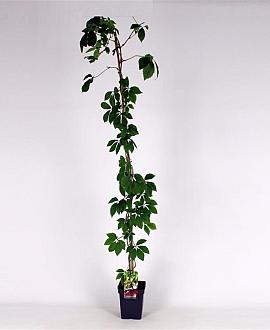 Parthenocissus quinquefolia Pot 5 Liter 150 - 175 cm