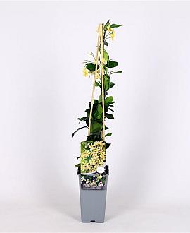 Trachelospermum j. Star of Toscane Pot 2 Liter