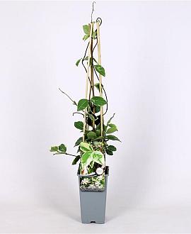 Trachelospermum j. 'Variegatum' Pot 2 Liter