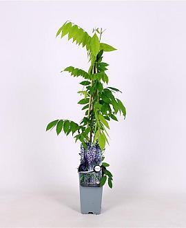 Wisteria flor. 'Issai-naga' Pot 2 Liter