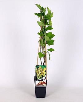 Ribes rub. 'Witte Parel' Pot 2 Liter
