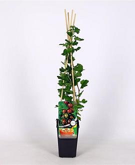 Ribes u.-c. 'Captivator' Pot 2 Liter