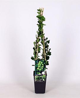 Ribes u.-c. Hinnonmäki Grön Pot 2 Liter