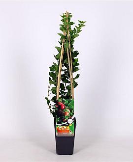 Ribes u.-c. Hinnonmäki Röd Pot 2 Liter