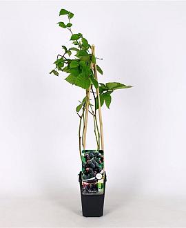 Rubus frut. 'Chester Thornless' Pot 2 Liter