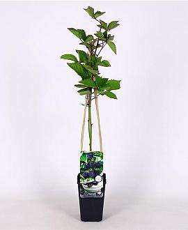 Rubus frut. 'Jumbo' Pot 2 Liter
