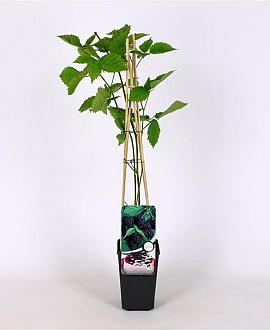 Rubus frut. 'Loch Ness' Pot 2 Liter