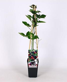 Rubus frut. 'Navaho' Pot 2 Liter
