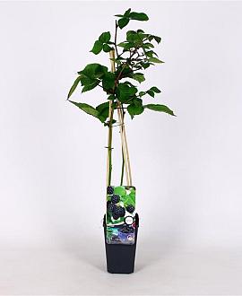 Rubus frut. 'Reuben' Pot 2 Liter