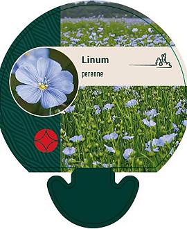 Linum perenne Pot 9 cm