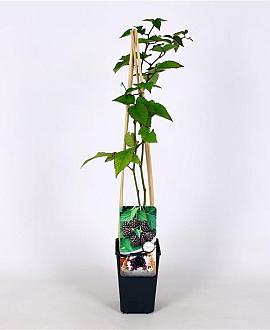 Rubus frut. 'Thornfree' Pot 2 Liter