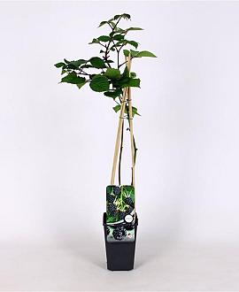Rubus frut. 'Triple Crown' Pot 2 Liter