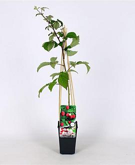 Rubus idaeus 'Schönemann' Pot 2 Liter