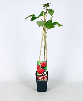 Rubus idaeus 'Zeva' Pot 2 Liter