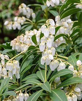 Pieris jap. 'Debutante' Pot 7,5 Liter 