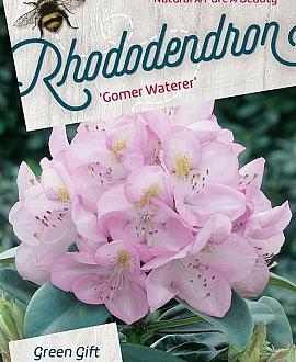 Rhododendron 'Gomer Waterer' Pot 20 Liter 60 - 80 cm