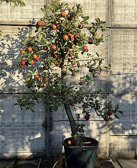 Malus d. 'Rode Boskoop' Pot 80 Liter (Stamomtrek 20-25 cm)