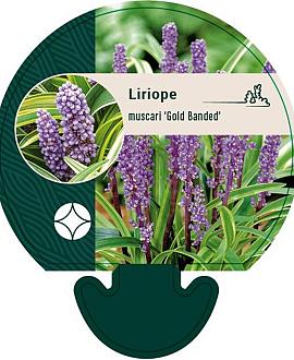 Liriope muscari 'Gold Banded' Pot 9 cm