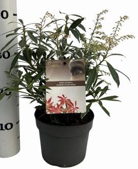 Pieris 'Flaming Silver' Pot 2 Liter