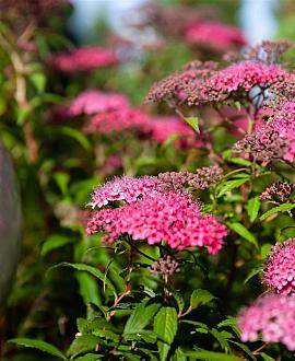 Spiraea jap. 'Genpei' Pot 5 Liter 40 - 50 cm