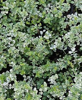 Euonymus fort. 'Silverstone' Pot 2 Liter