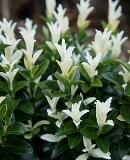 Euonymus jap. 'Francien' Pot 2 Liter