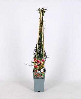 Vaccinium macrocarpon 'Pilgrim' Pot 2 Liter