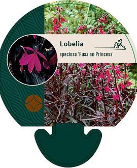 Lobelia s. 'Russian Princess' Pot 9 cm