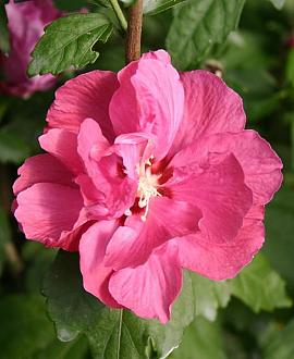 Hibiscus syr. 'Duc de Brabant' Pot 5 Liter 
