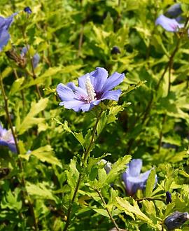 Hibiscus syr. 'Marina' Pot 5 Liter 
