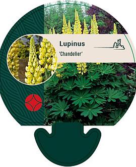 Lupinus 'Chandelier' Pot 9 cm