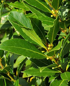 Laurus nobilis Pot 10 liter 125 - 150 cm