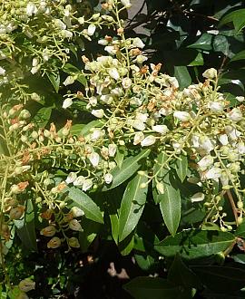 Pieris jap. 'Prelude' Pot 2 Liter