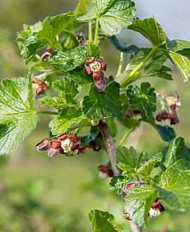 Ribes uva-crispa Pot 2 Liter