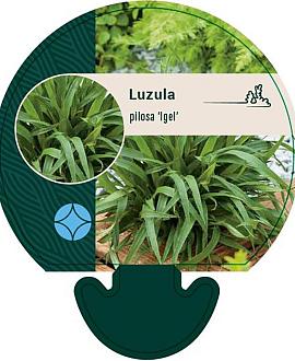 Luzula pilosa 'Igel' Pot 9 cm
