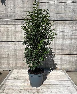 Prunus l. 'Angustifolia' Pot 15 liter 100 - 125 cm