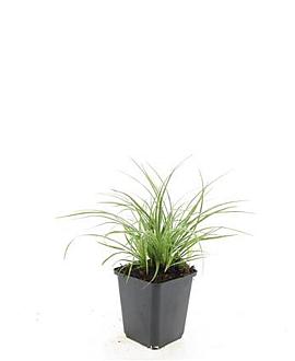 Luzula nivea Pot 9 cm