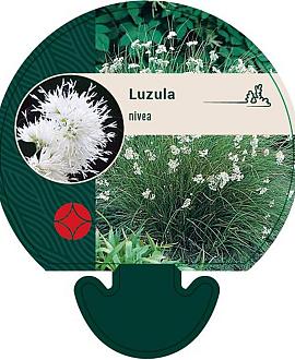 Luzula nivea Pot 9 cm